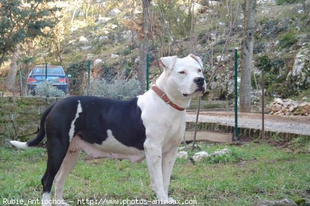 Photo d'American staffordshire terrier