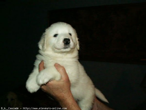 Photo de Chien de montagne des pyrnes