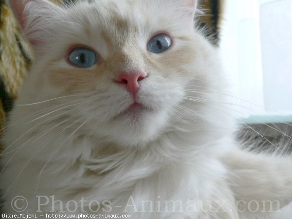 Photo de Ragdoll