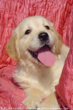 Photo de Golden retriever