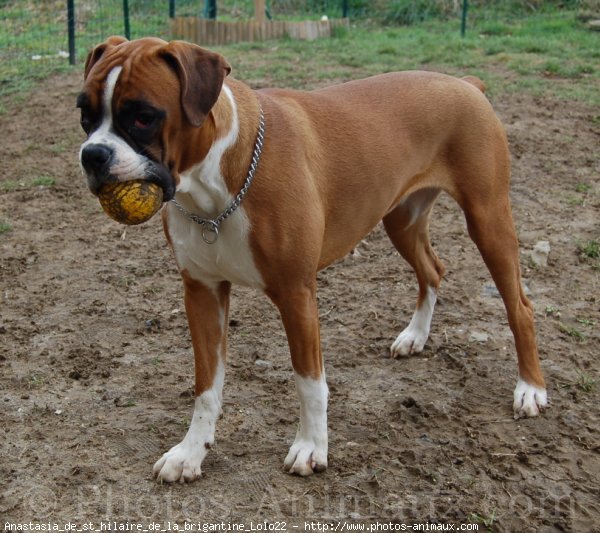 Photo de Boxer