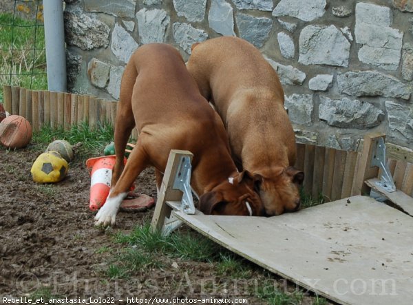 Photo de Boxer