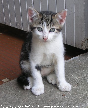 Photo de Chat domestique