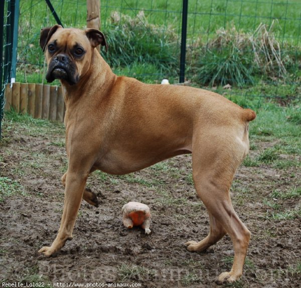 Photo de Boxer