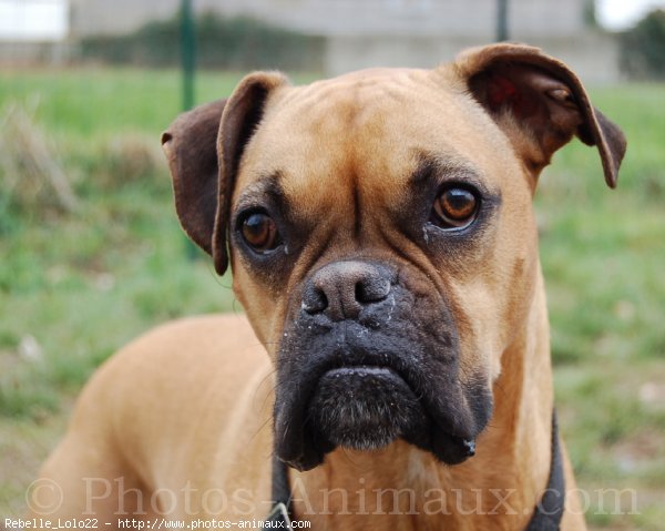 Photo de Boxer