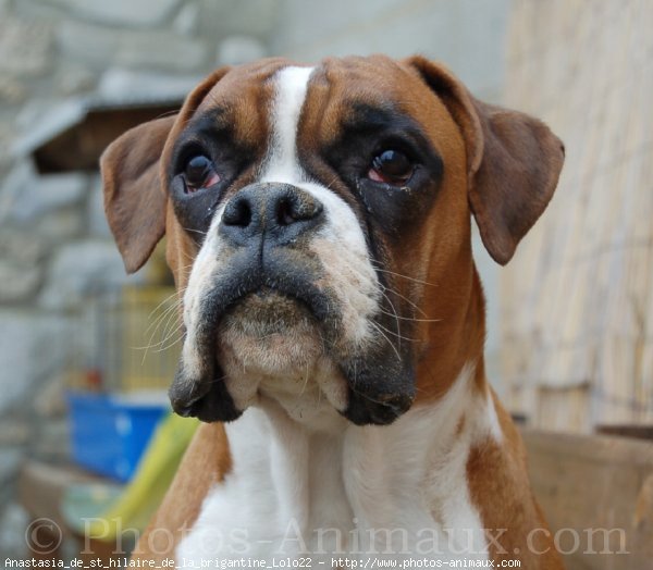 Photo de Boxer