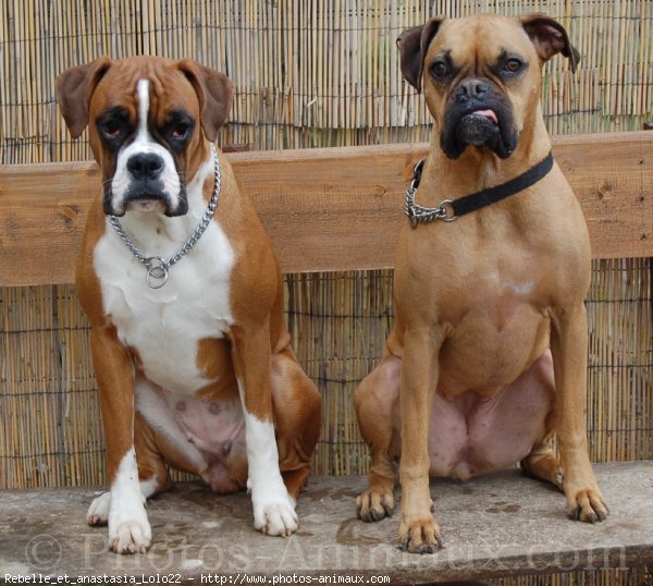 Photo de Boxer