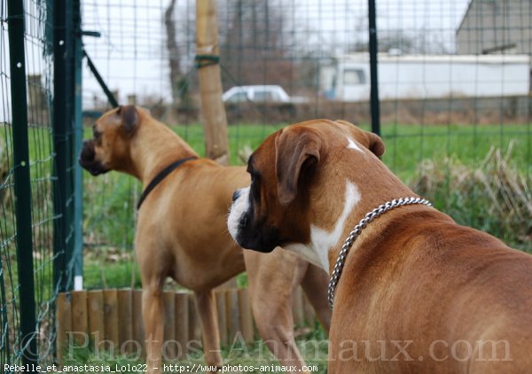 Photo de Boxer