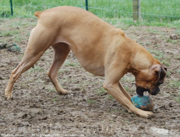 Photo de Boxer