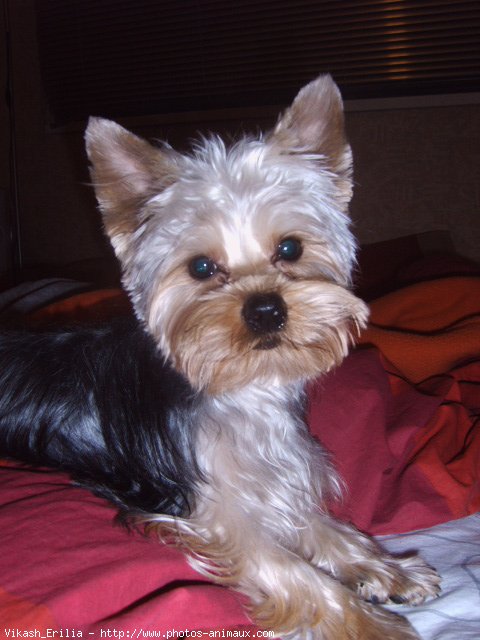 Photo de Yorkshire terrier