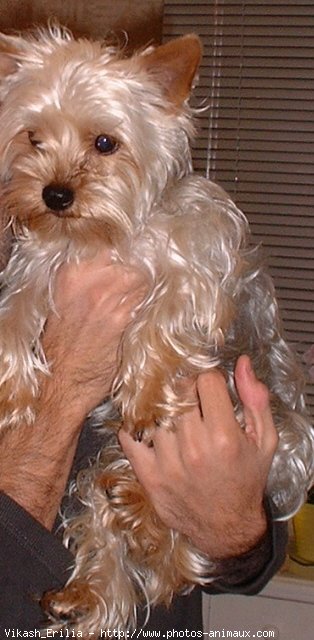 Photo de Yorkshire terrier