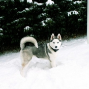 Photo de Husky siberien