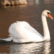 Photo de Cygne