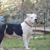 Photo d'American staffordshire terrier