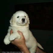 Photo de Chien de montagne des pyrnes