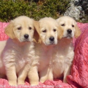 Photo de Golden retriever