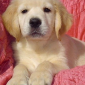 Photo de Golden retriever