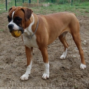 Photo de Boxer