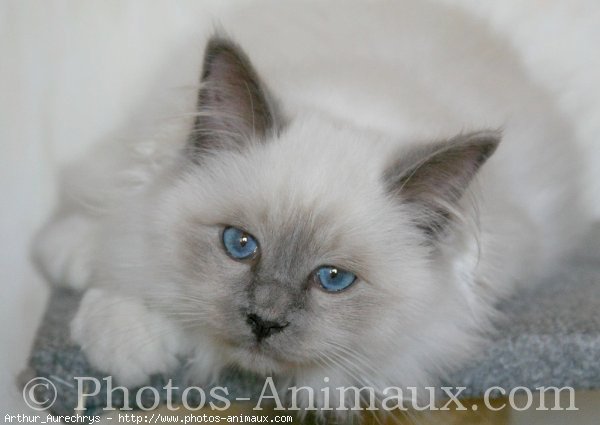 Photo de Sacr de birmanie