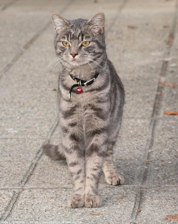 Photo de Chat domestique