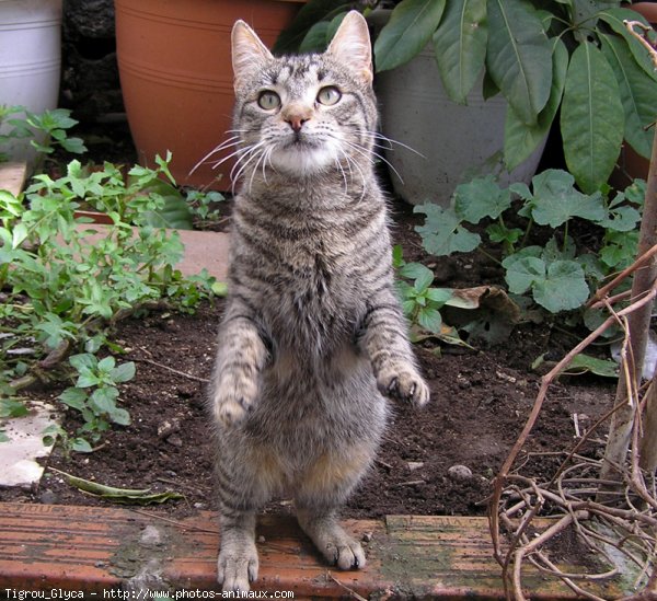 Photo de Chat domestique