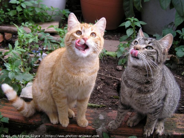 Photo de Chat domestique