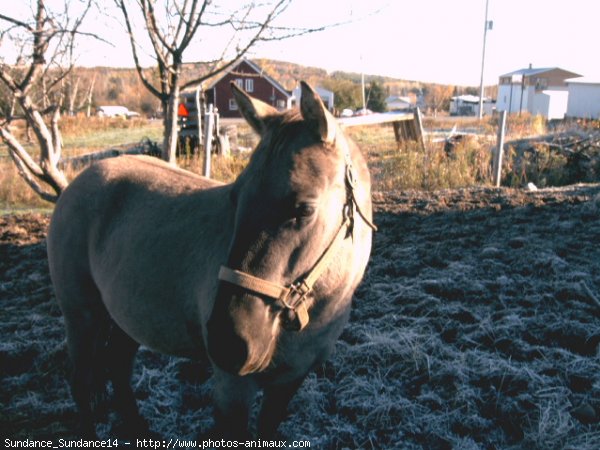 Photo de Quarter horse