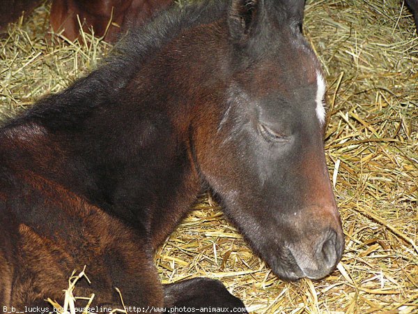 Photo de Quarter horse