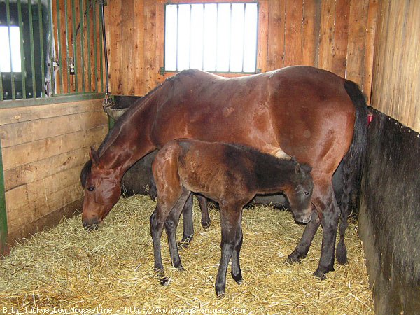 Photo de Quarter horse