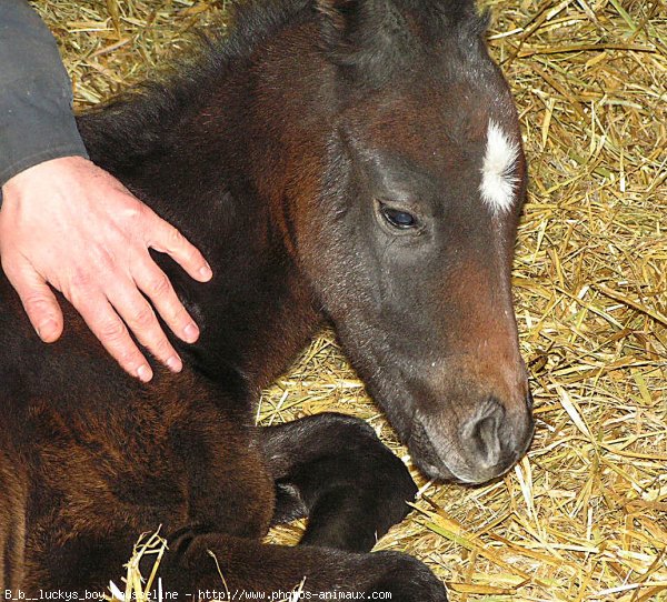 Photo de Quarter horse