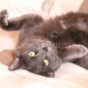 Photo de Chartreux