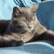 Photo de Chartreux