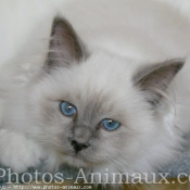 Photo de Sacr de birmanie