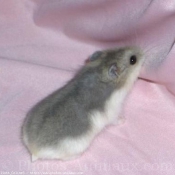 Photo de Hamster