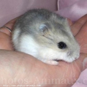 Photo de Hamster