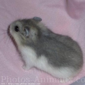 Photo de Hamster