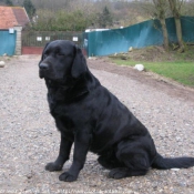 Photo de Labrador retriever