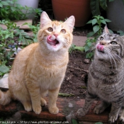 Photo de Chat domestique