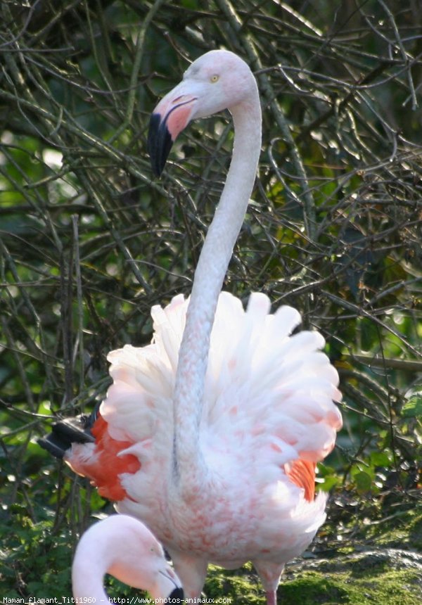 Photo de Flamand rose