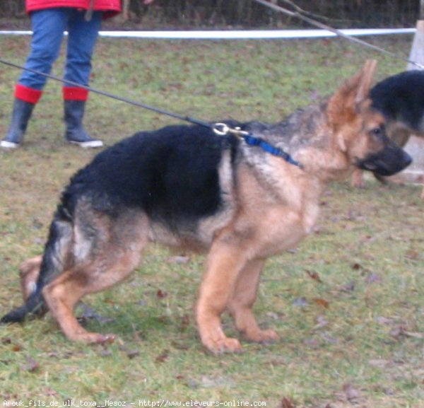 Photo de Berger allemand  poil court