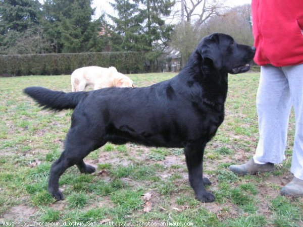 Photo de Labrador retriever