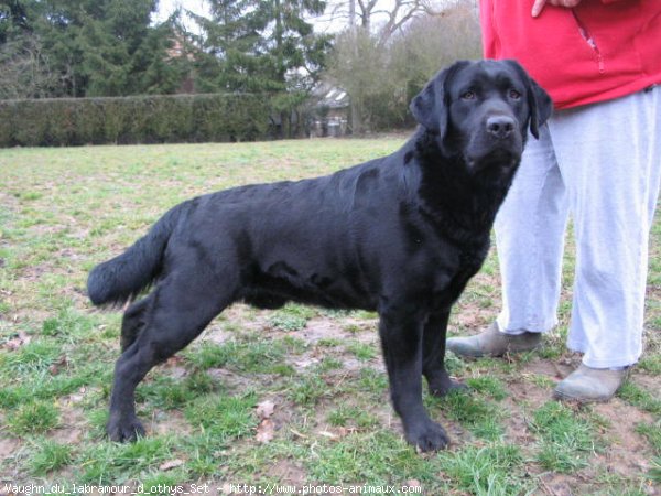 Photo de Labrador retriever