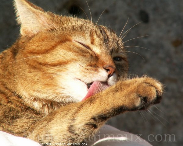 Photo de Chat domestique