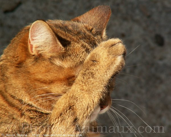 Photo de Chat domestique