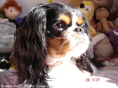 Photo de Cavalier king charles spaniel