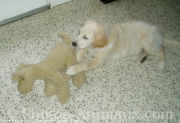 Photo de Golden retriever