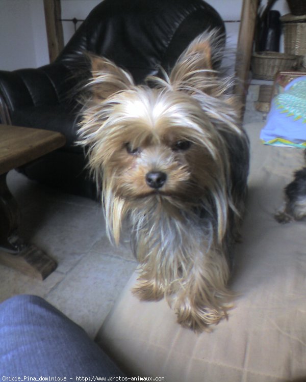 Photo de Yorkshire terrier