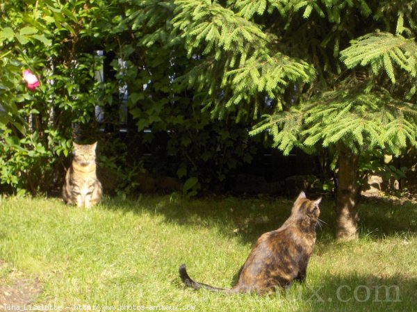 Photo de Chat domestique