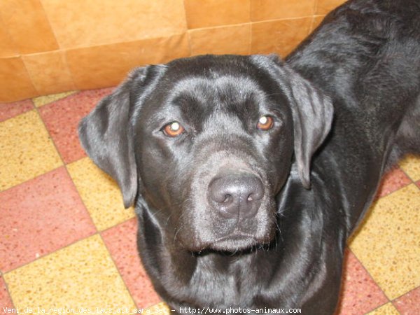 Photo de Labrador retriever