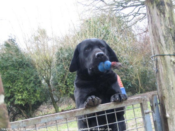 Photo de Labrador retriever